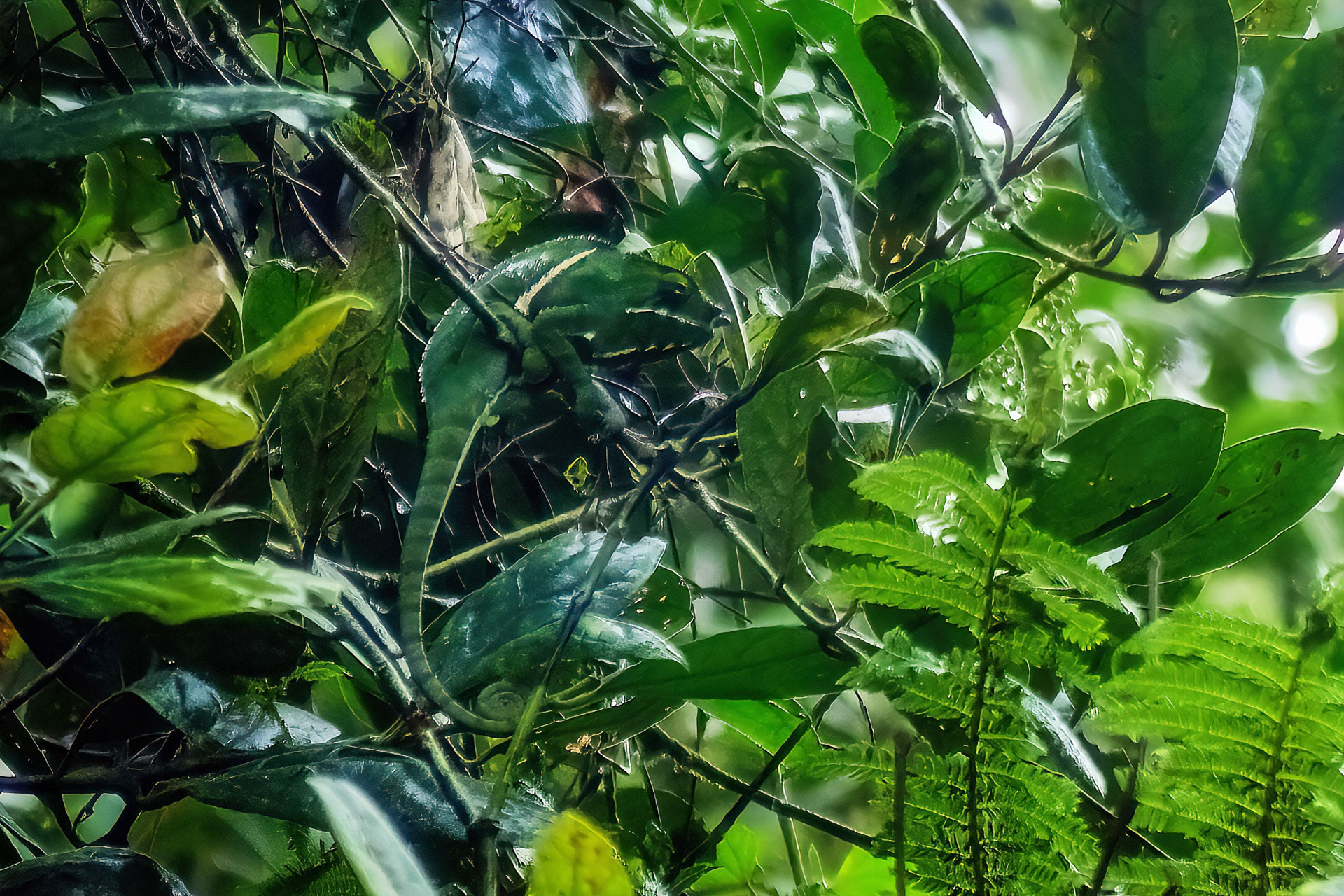 Wo ist das Chamäleon?